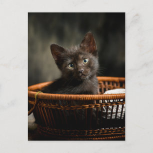 Niedliche Kleintiere Kitten in Basket Postkarte