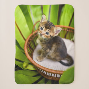 Niedliche Kleintiere   Kitten in Basket Sherpadecke