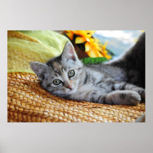 Niedliche Kleintiere Kitten Lounges Poster