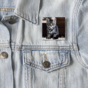 Niedliche Kleintiere   Kitten on Piano Keys Button
