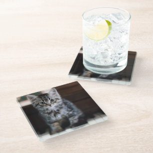 Niedliche Kleintiere   Kitten on Piano Keys Glasuntersetzer