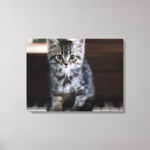Niedliche Kleintiere   Kitten on Piano Keys Leinwanddruck