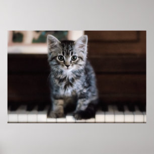 Niedliche Kleintiere   Kitten on Piano Keys Poster