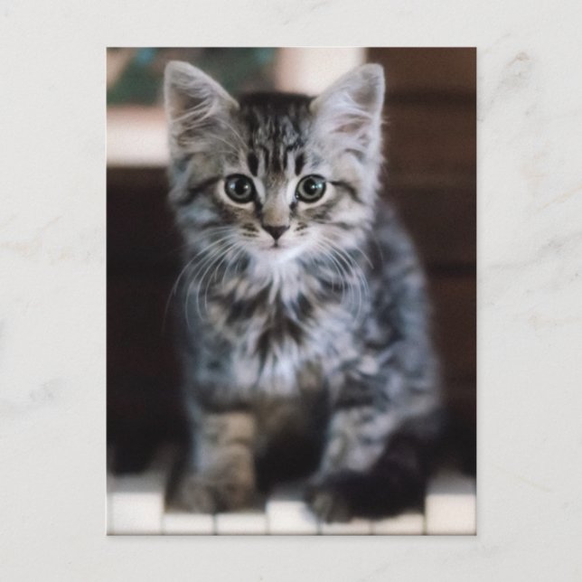Niedliche Kleintiere | Kitten on Piano Keys Postkarte (Vorderseite)