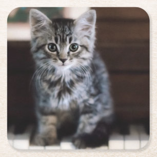 Niedliche Kleintiere   Kitten on Piano Keys Rechteckiger Pappuntersetzer