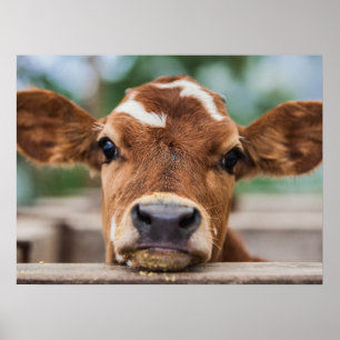 Niedliche Kleintiere   Kleiner Kuhkalb Poster