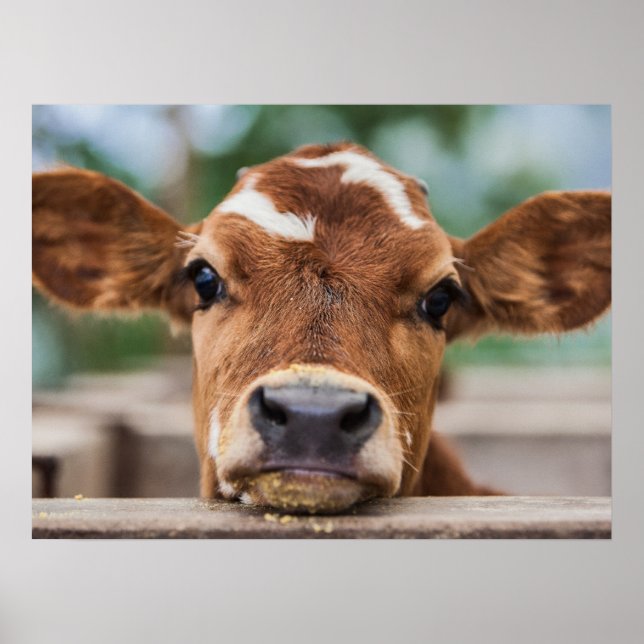 Niedliche Kleintiere | Kleiner Kuhkalb Poster (Vorne)