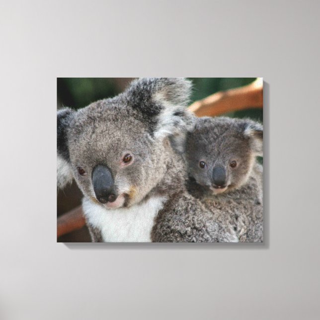 Niedliche Kleintiere | Koala und Joey Leinwanddruck (Vorderseite)