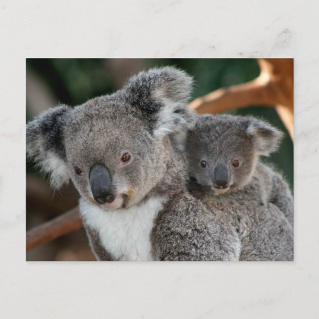 Niedliche Kleintiere | Koala und Joey Postkarte (Vorderseite)
