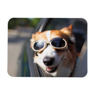 Niedliche Kleintiere   Korgi-Brille im Auto Magnet
