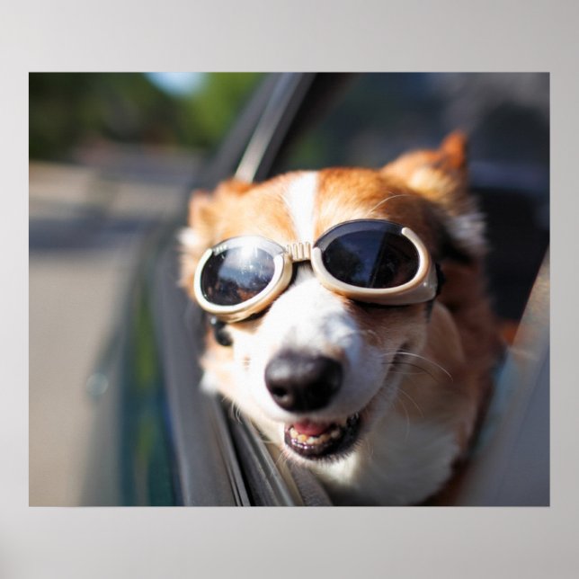 Niedliche Kleintiere | Korgi-Brille im Auto Poster (Vorne)