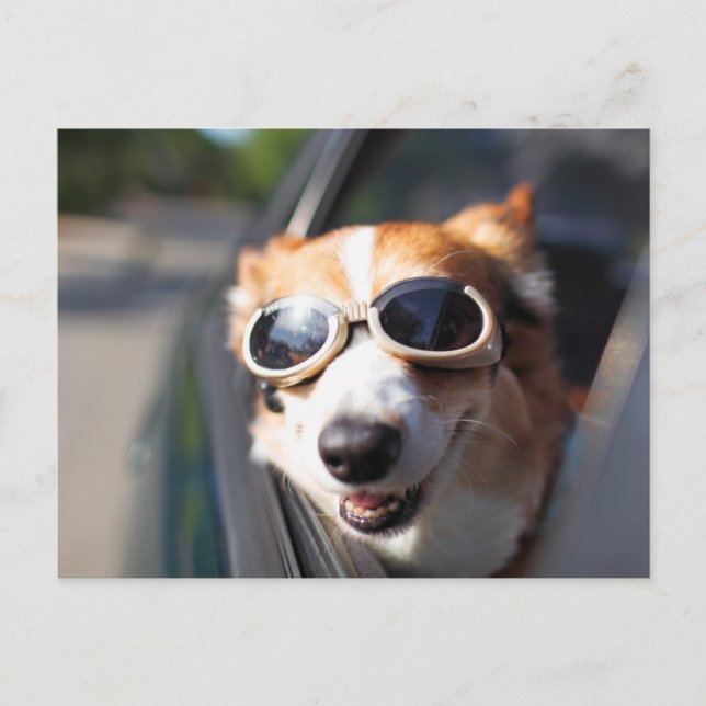 Niedliche Kleintiere | Korgi-Brille im Auto Postkarte (Vorderseite)