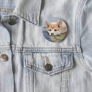 Niedliche Kleintiere Korgi Lay in der Werft Button