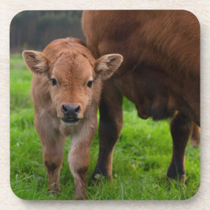 Niedliche Kleintiere Kuh und Kalb Getränkeuntersetzer