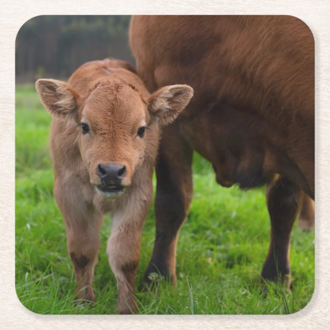 Niedliche Kleintiere | Kuh und Kalb Rechteckiger Pappuntersetzer (Vorderseite)