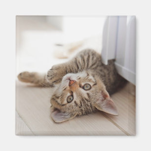 Niedliche Kleintiere Kurzhaar Tabby Kitten Magnet