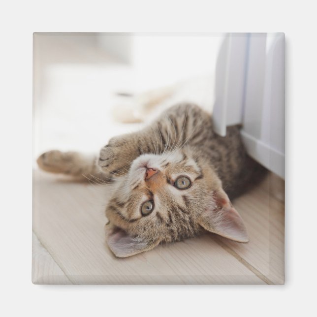 Niedliche Kleintiere | Kurzhaar Tabby Kitten Magnet (Vorne)