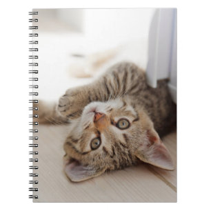 Niedliche Kleintiere   Kurzhaar Tabby Kitten Notizblock