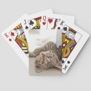 Niedliche Kleintiere   Kurzhaar Tabby Kitten Spielkarten
