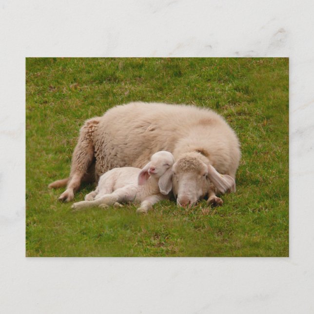 Niedliche Kleintiere | Lächelndes Schlachthaus Postkarte (Vorderseite)