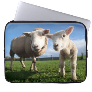 Niedliche Kleintiere   Lamm und Mama Laptopschutzhülle