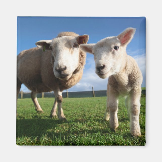 Niedliche Kleintiere | Lamm und Mama Magnet (Vorne)