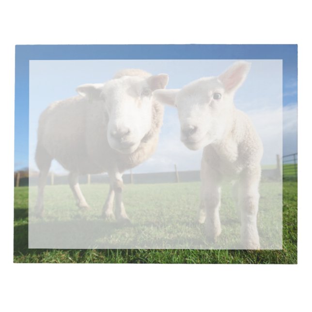 Niedliche Kleintiere | Lamm und Mama Notizblock (Vorderseite)