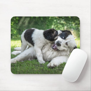 Niedliche Kleintiere   Landseer Puppy Mousepad