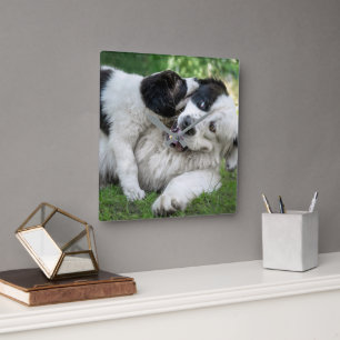 Niedliche Kleintiere Landseer Puppy Quadratische Wanduhr