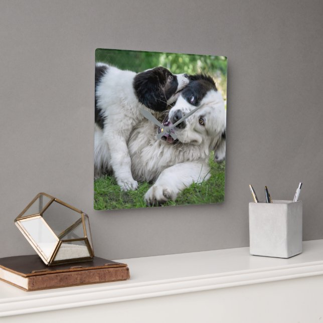Niedliche Kleintiere | Landseer Puppy Quadratische Wanduhr (Büro)
