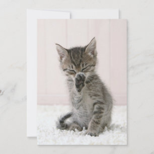 Niedliche Kleintiere   Licking Tabby Kitten Dankeskarte