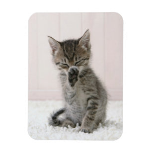 Niedliche Kleintiere Licking Tabby Kitten Magnet