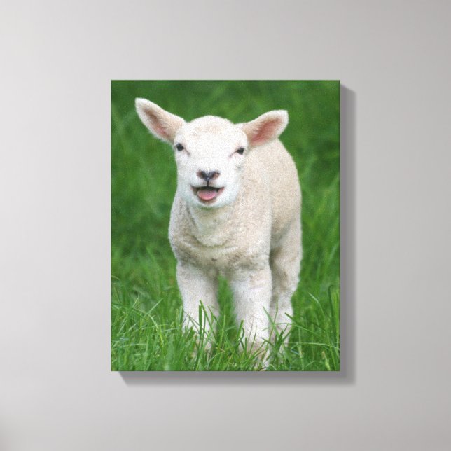 Niedliche Kleintiere | Lil Lamb Leinwanddruck (Vorderseite)