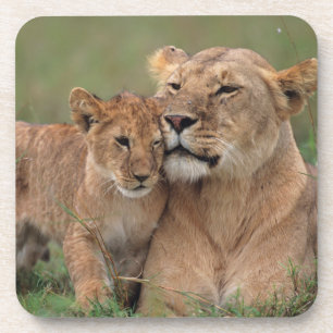 Niedliche Kleintiere   Lion Cub & Mother Getränkeuntersetzer