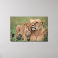 Niedliche Kleintiere | Lion Cub & Mother