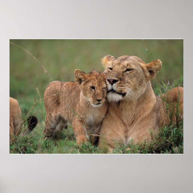 Niedliche Kleintiere | Lion Cub & Mother Poster (Vorne)