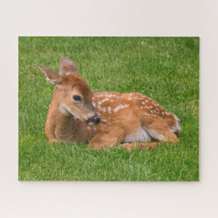 Niedliche Kleintiere   Little Fawn