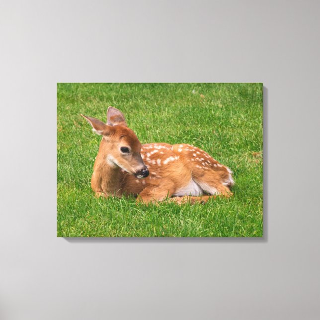 Niedliche Kleintiere | Little Fawn Leinwanddruck (Vorderseite)