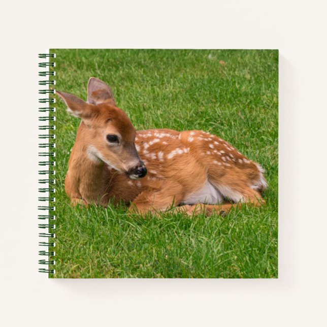 Niedliche Kleintiere | Little Fawn Notizbuch (Vorderseite)