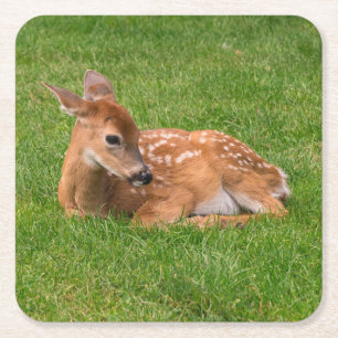 Niedliche Kleintiere Little Fawn Rechteckiger Pappuntersetzer