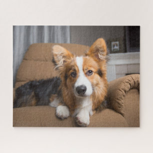 Niedliche Kleintiere Long Hair Corgi Puppy
