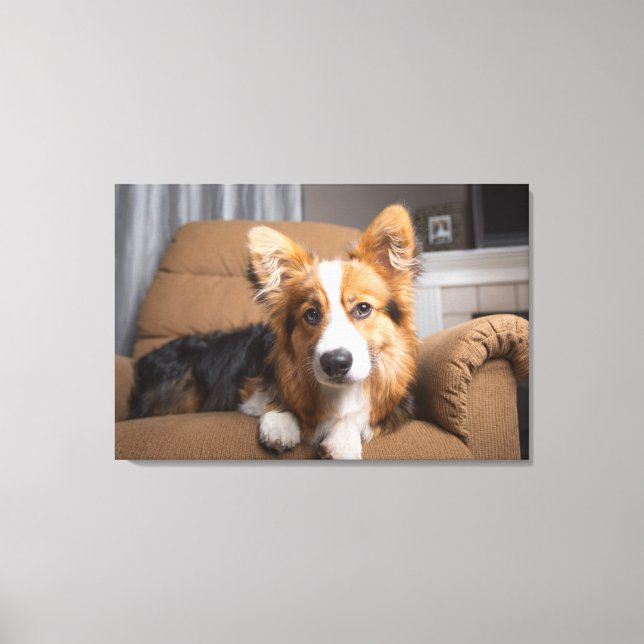 Niedliche Kleintiere | Long Hair Corgi Puppy Leinwanddruck (Vorderseite)