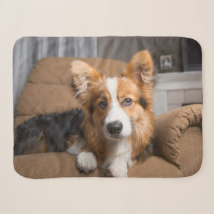 Niedliche Kleintiere Long Hair Corgi Puppy Sherpadecke