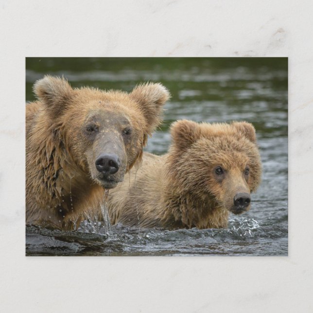 Niedliche Kleintiere | Mama Bear & Ihre Cubs Postkarte (Vorderseite)