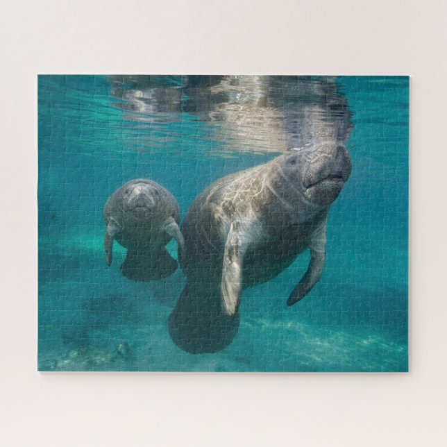 Niedliche Kleintiere | Manatee & Baby (Horizontal)