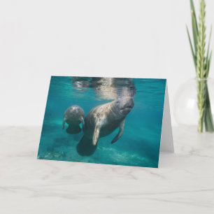 Niedliche Kleintiere   Manatee & Baby Karte