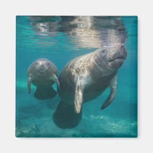 Niedliche Kleintiere   Manatee & Baby Magnet