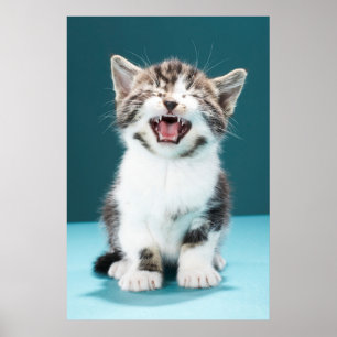 Niedliche Kleintiere Meaning Baby Kitten Poster