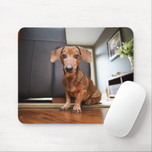 Niedliche Kleintiere   Mini-Dackel Welpe Mousepad