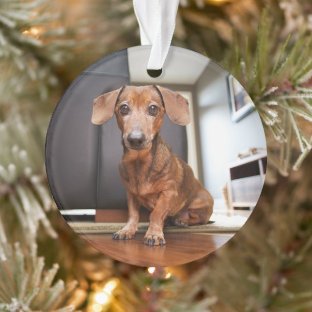 Niedliche Kleintiere | Mini-Dackel Welpe Ornament (Baum)